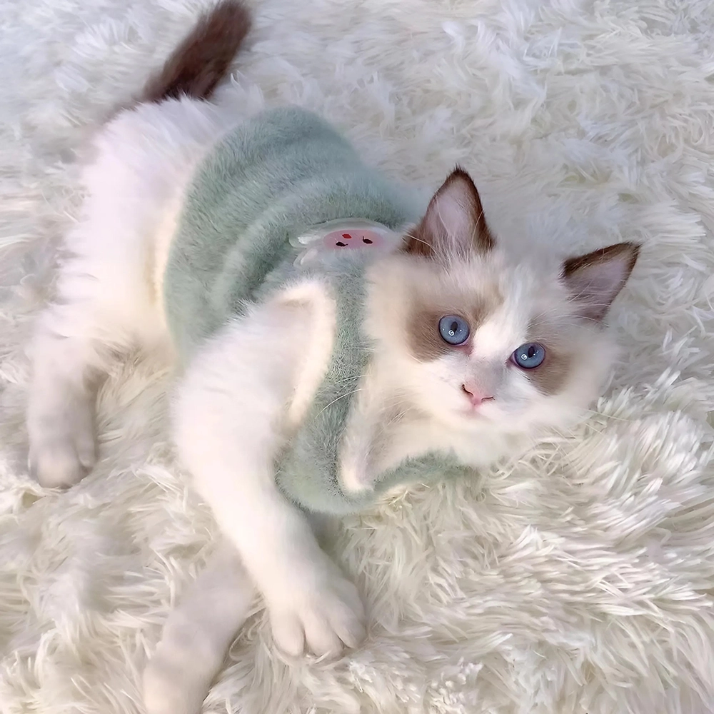 жилетка для кота