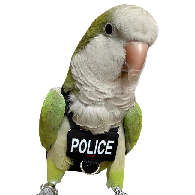 шлейка попугаю