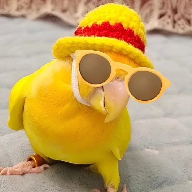 шляпа попугаю