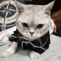 домашній одяг для котів