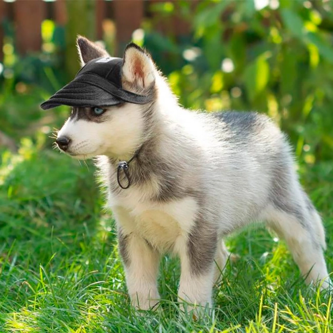 бейсболка для собак