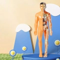 Модель анатомії людини