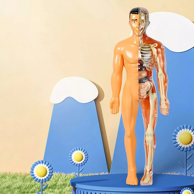Модель анатомії людини