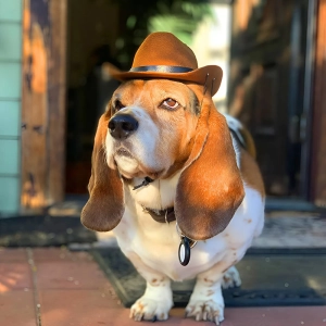 шляпа собаке