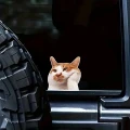 наклейки на авто котик
