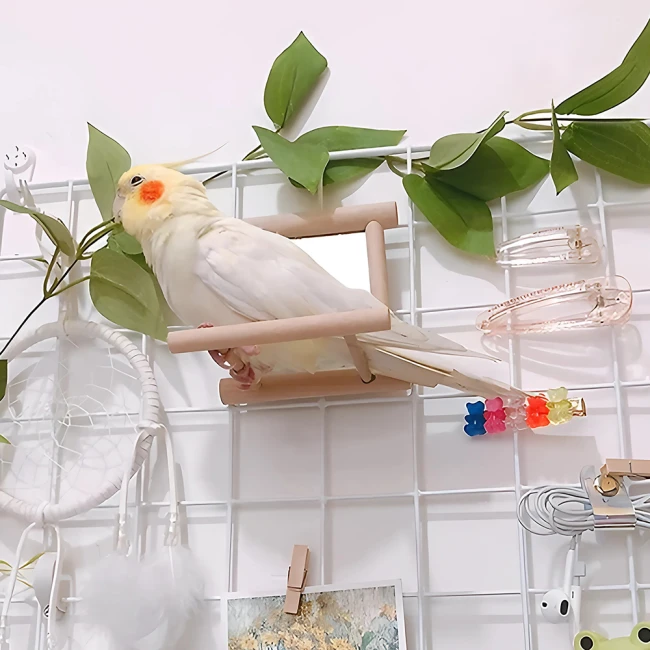 дзеркальце папугу