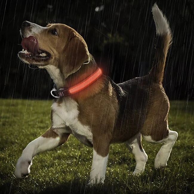 нашийник для собак для прогулянки