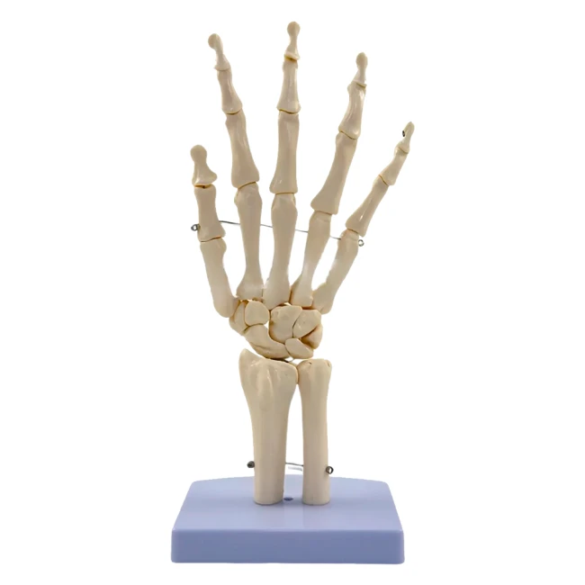 скелет кисті