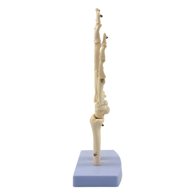 анатомічний суглоб руки