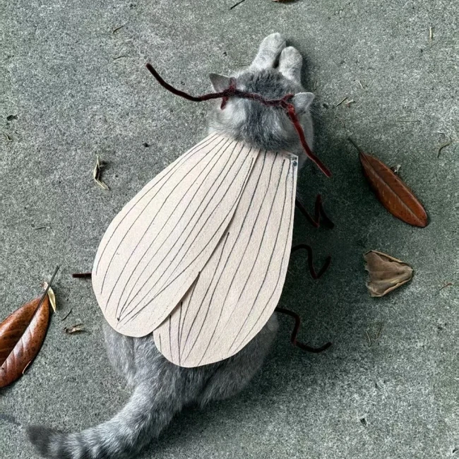 костюм таракана для кота