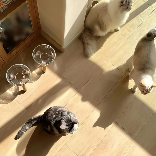 миска на ніжках