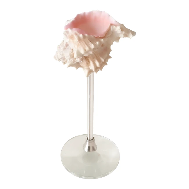 морський келих