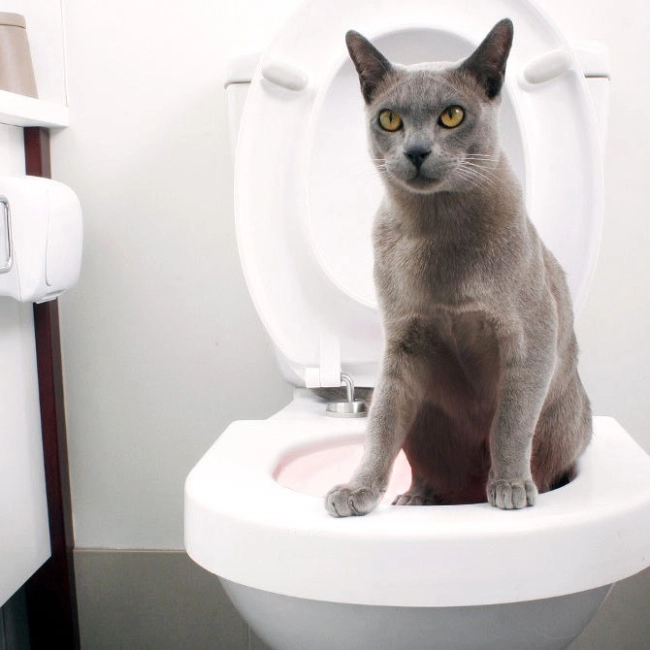 набор для приучения к унитазу кота