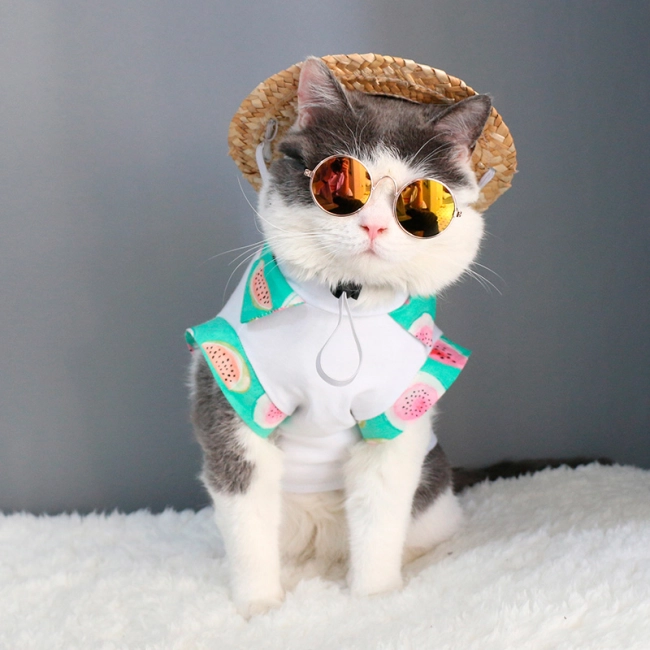 круглые очки для кошки