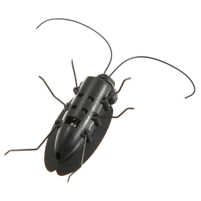 сонячний тарган