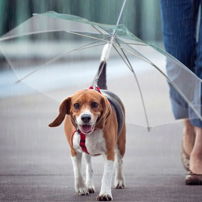 поводок-зонтик