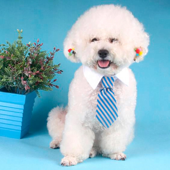 кошачий галстук