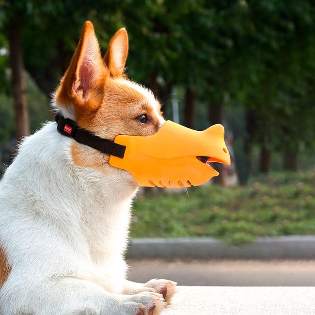 намордник для собаки