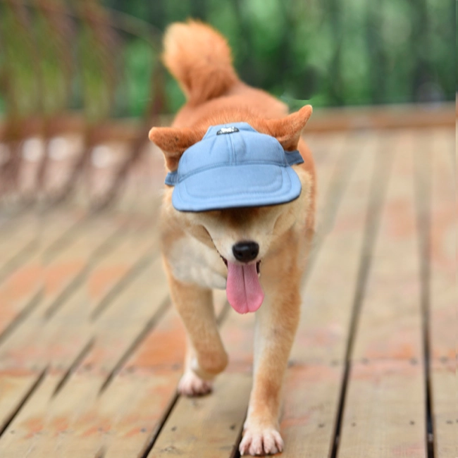 кепка для собаки