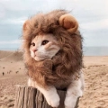 грива для кота