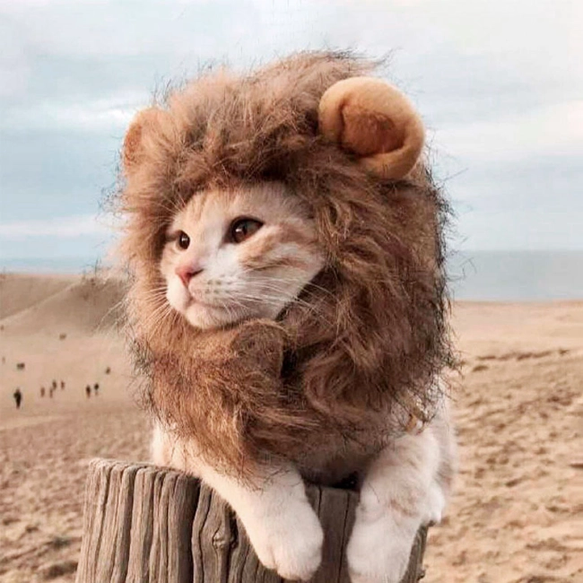 грива для кота