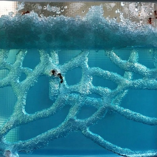 гелева мурашина ферма