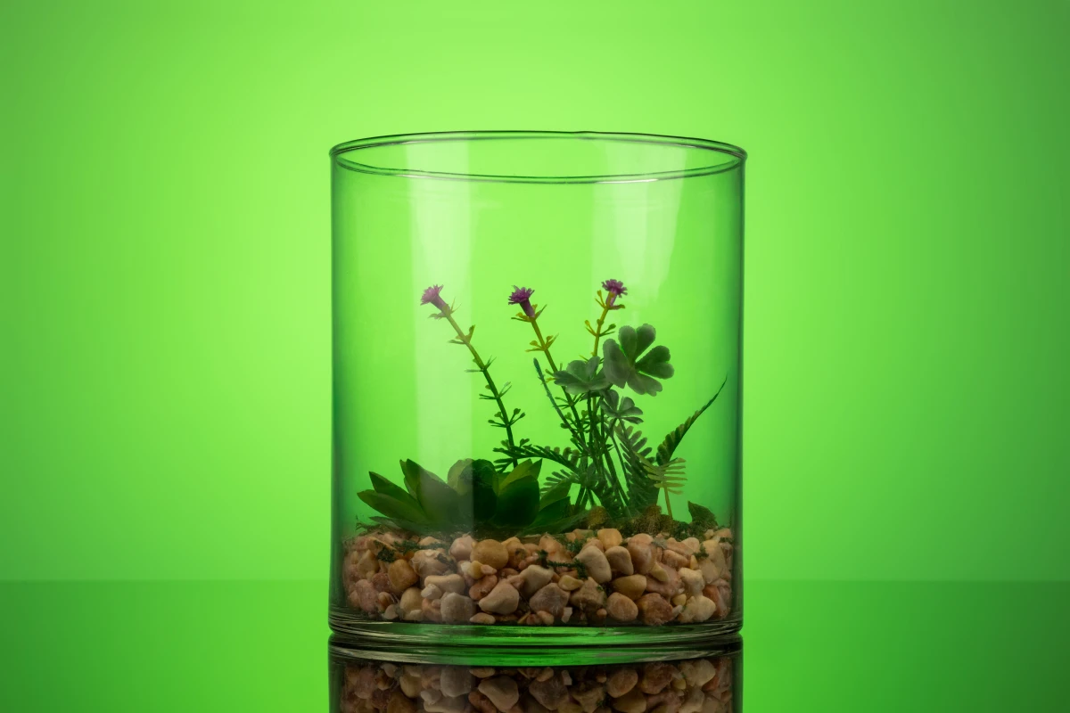 Флорариум с суккулентом для дома